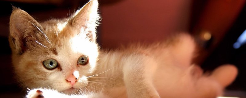 小猫打嗝一抽抽的