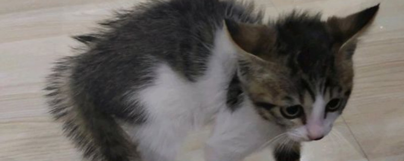 猫为什么弓着腰横着跳