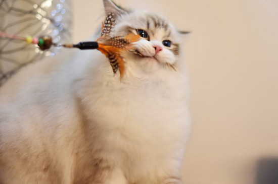 猫肚子腹水是什么症状