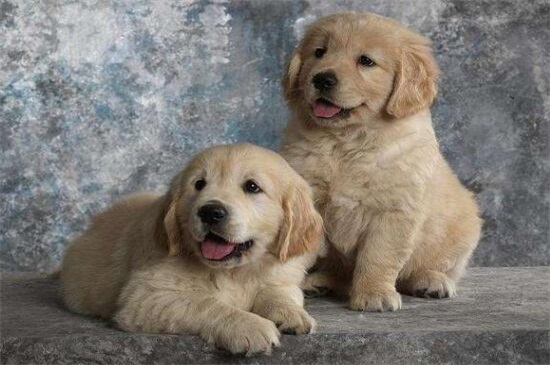 什么狗会得狂犬病