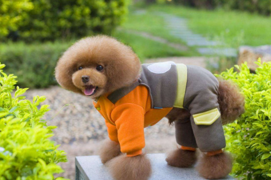 狗狗穿衣服会难受吗，狗穿完衣服可能会情绪低落