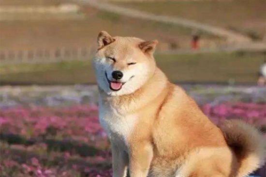 柴犬认主人的表现