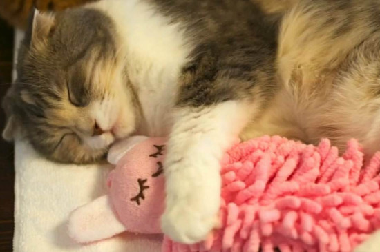 猫咪在被窝里睡觉会不会闷死