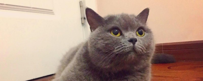 英短公猫贵还是母猫贵