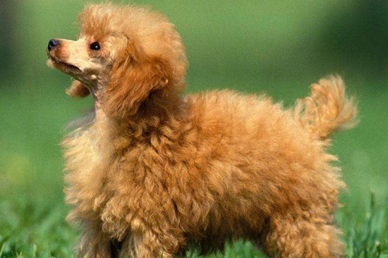 贵宾犬身上有异味怎么办