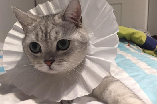 猫咪体外驱虫后吐白沫