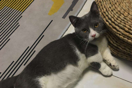 猫如何排腹水