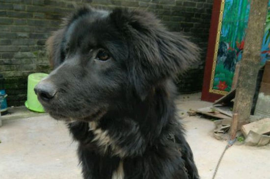 幼犬鼻子总是喷气