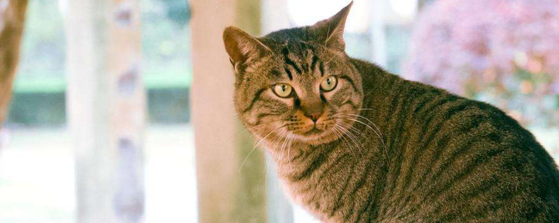 猫头顶秃了一块