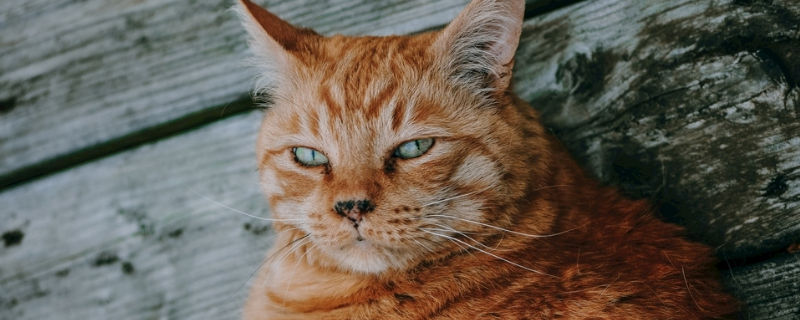 猫可以吃薯条吗