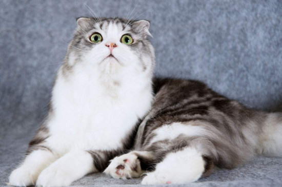 小猫害怕求饶的表现，紧张焦虑甚至会吓到秃顶
