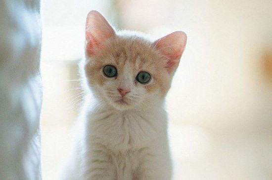 猫咪咕咕咕咕响到底是为什么
