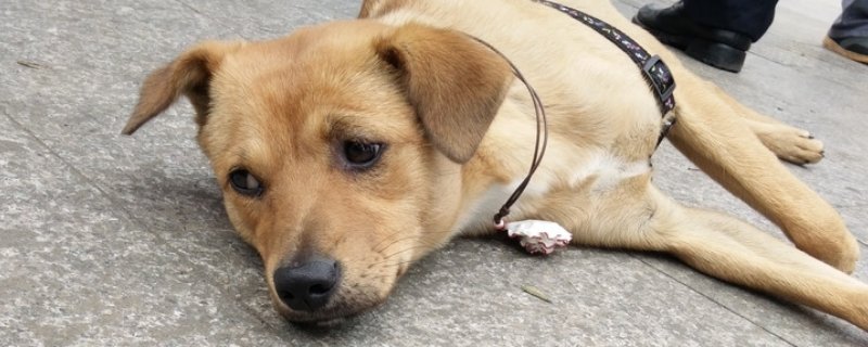 狗狗被别的狗咬要紧吗