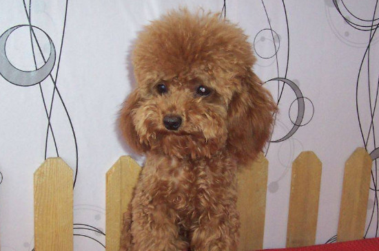 银狐犬和泰迪哪个好，泰迪体型小不掉毛更适合家养