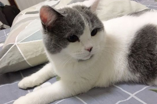 怎么判断猫的年龄