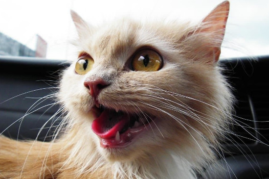 猫为什么喜欢吃鱼，猫为什么吃鱼不怕刺