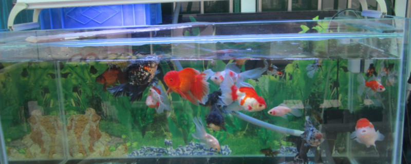 养金鱼用什么缸
