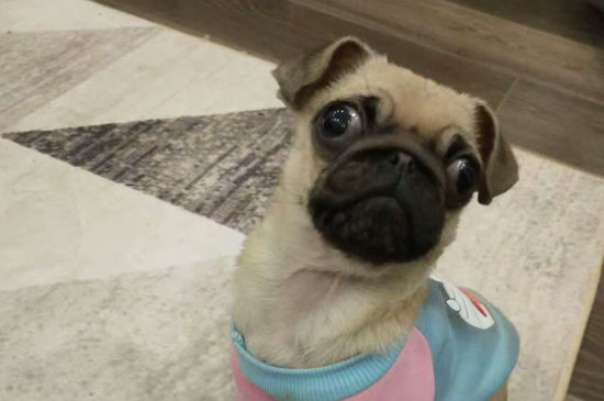 狗狗的眼睛能看见彩色吗