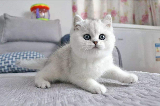 猫咪为什么喜欢守厕所