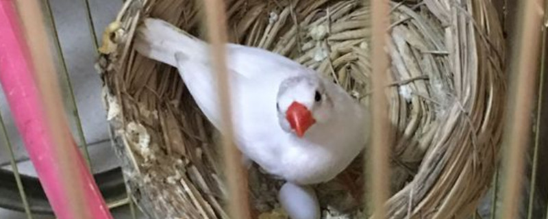 珍珠鸟怎么样上手