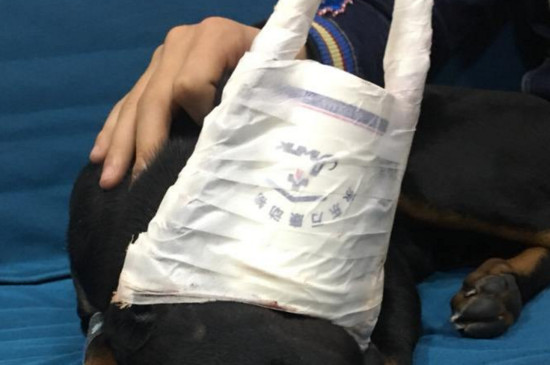杜宾纸杯立耳方法