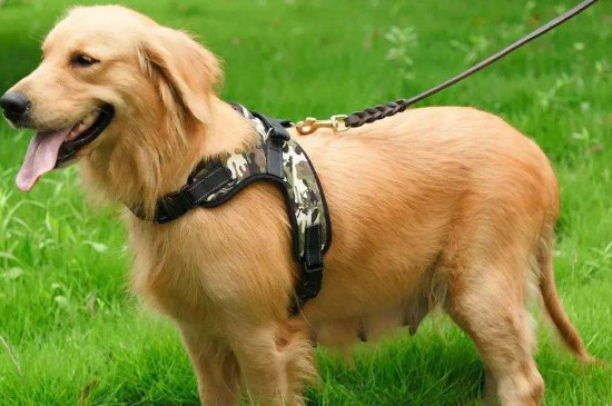 母犬绝育多久恢复