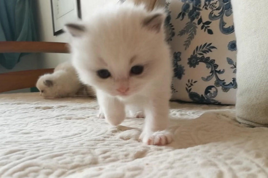 小猫多久会走路，刚出生的猫三周大会走