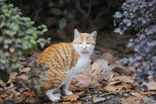 被猫咬破皮了怎么办