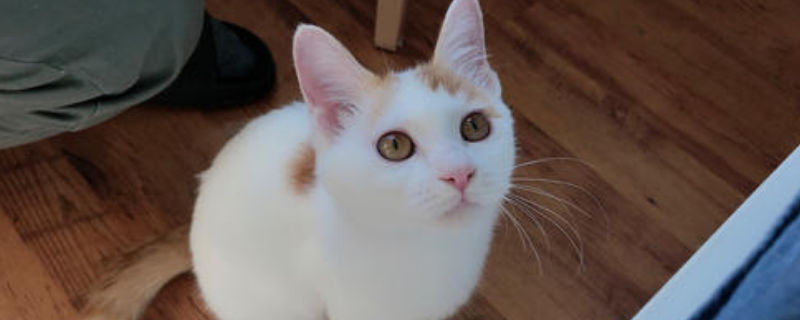 宠物猫如何火车托运