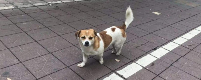 狗坐飞机死亡率