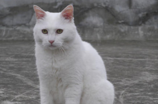 猫身上的跳蚤怎么治