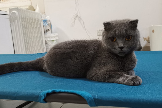 折耳猫腿疼表现