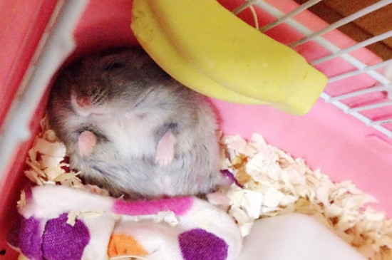 仓鼠伪冬眠症状