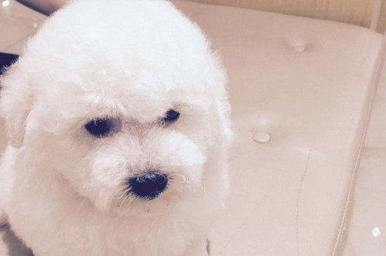 比熊犬怕冷吗