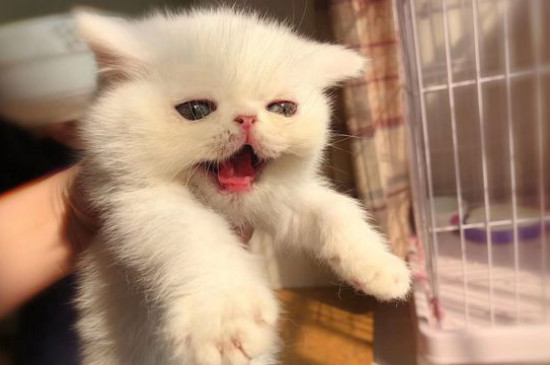 猫便血 精神很好怎么办