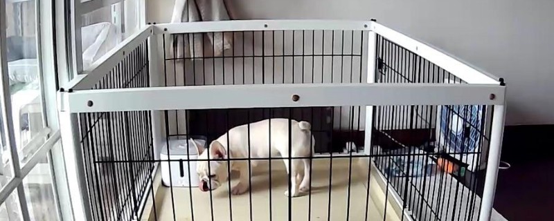 2个月的狗狗关笼子养吗