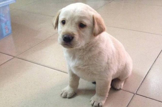 拉布拉多犬咳嗽怎么办