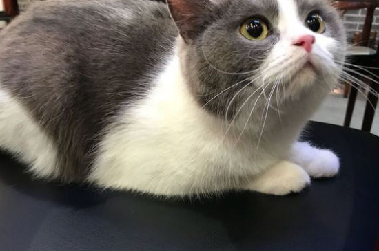 被没打疫苗的小猫抓伤