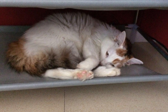 母猫尿频每次只尿一滴怎么回事