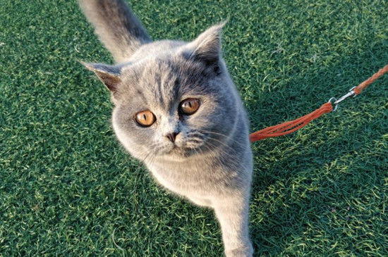 猫的毛干涩无光泽咋办