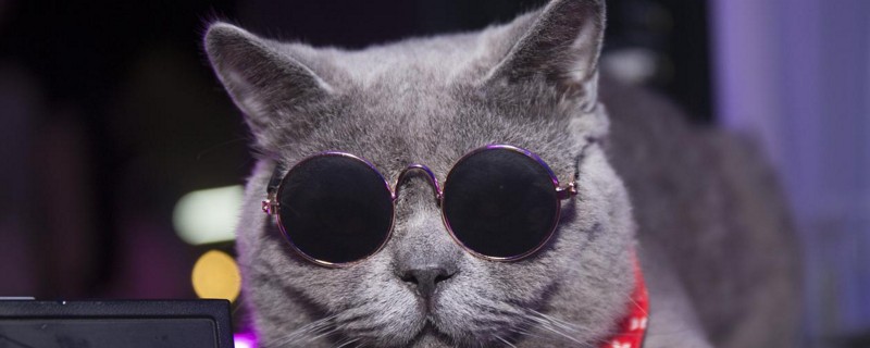 晚上要不要给猫开灯