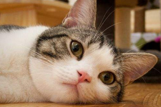 猫咪脸上秃了一块