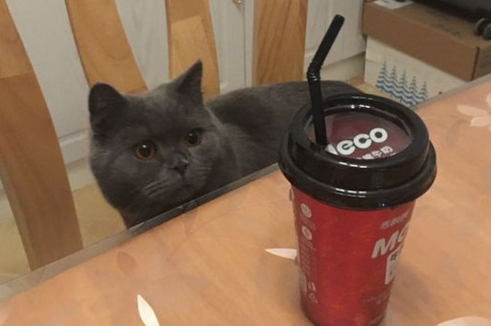 英短蓝猫一岁大概多重
