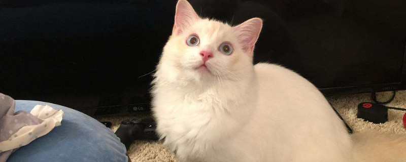 猫拉完屎后满屋子疯跑
