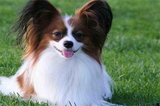 蝴蝶犬容易忘记主人吗，不易忘记且忠诚度很高