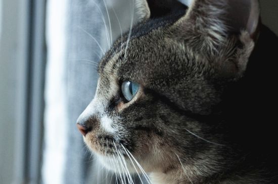 猫吃驱虫药后的反应