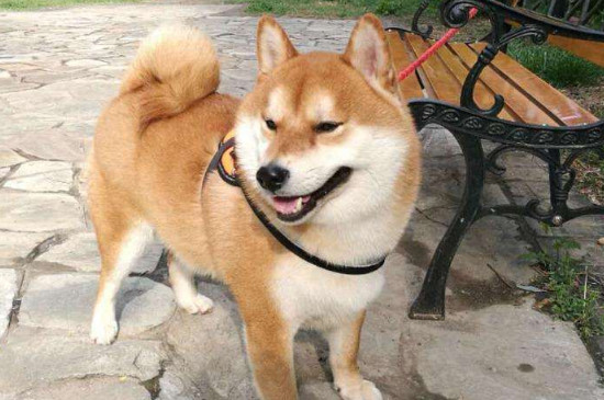 狗狗咳嗽吃什么药