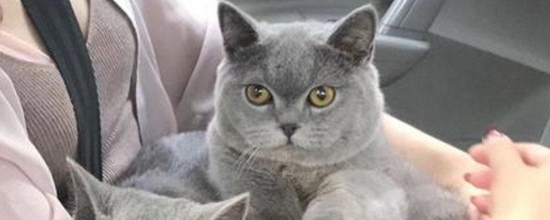 猫指甲开裂空隙发黑