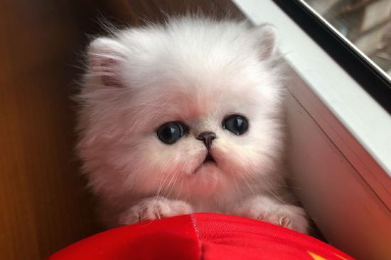 金吉拉猫凶吗