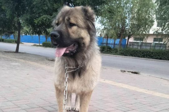 高加索犬十个不养理由
